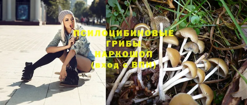 кракен рабочий сайт  Зеленодольск  Псилоцибиновые грибы Psilocybe 